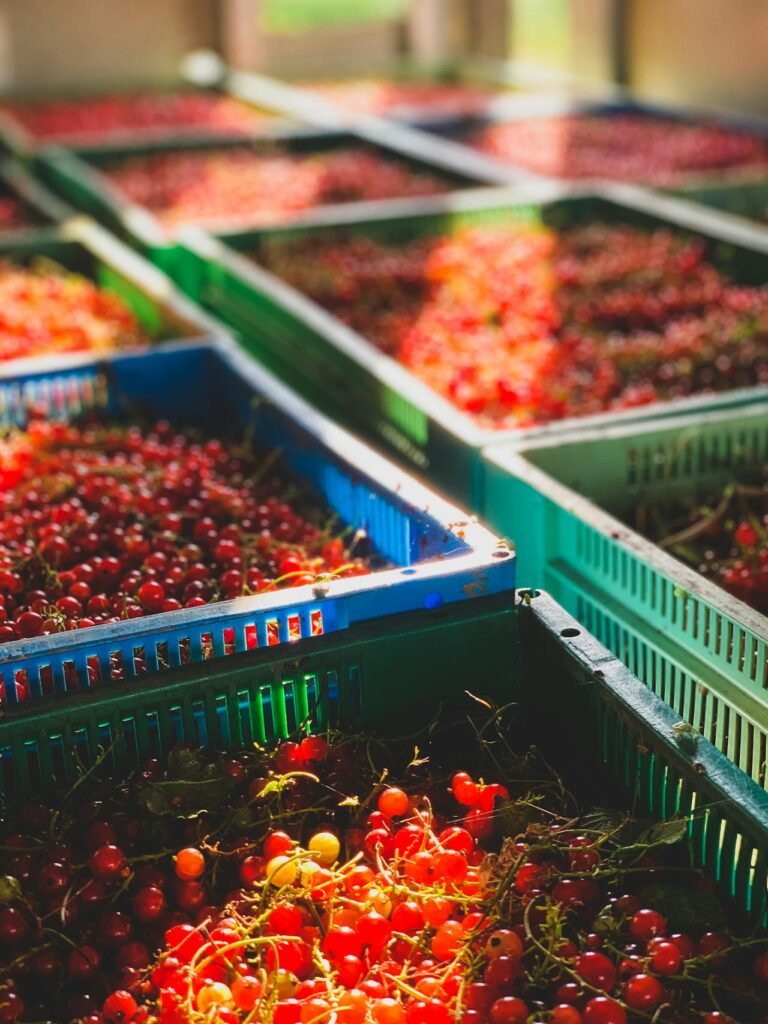 Cajas de plástico con fruta