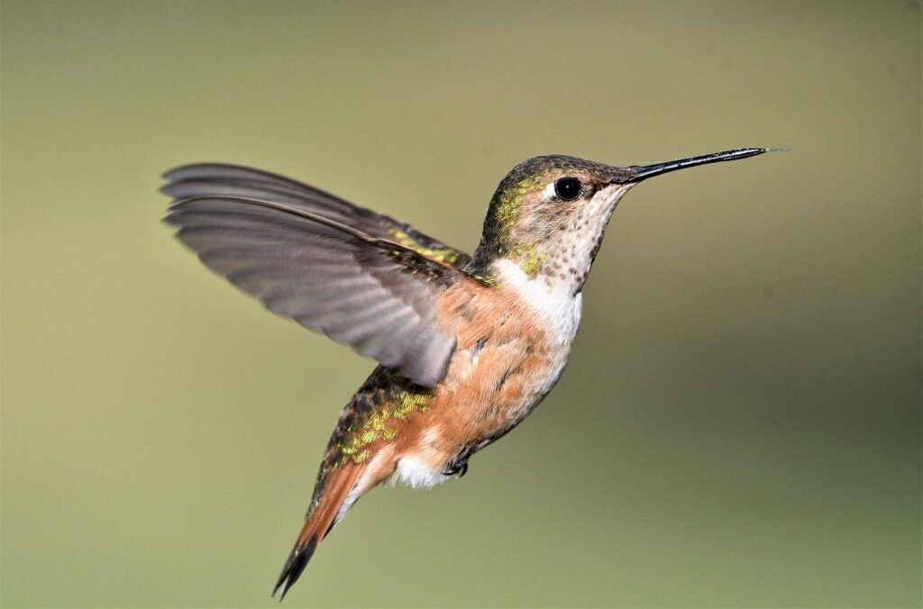 Fotografías de colibrí