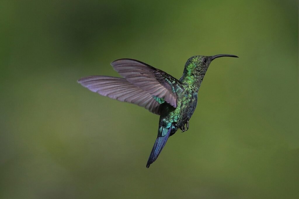 Fotografías de colibríes